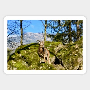 Schweiz / Swiss Artwork Photography Sticker